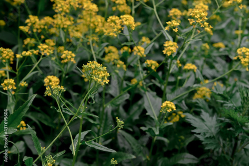Yellow flowers in the garden