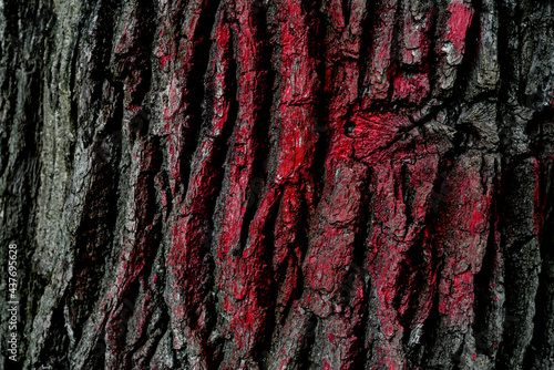 Red paint on the bark of a tree