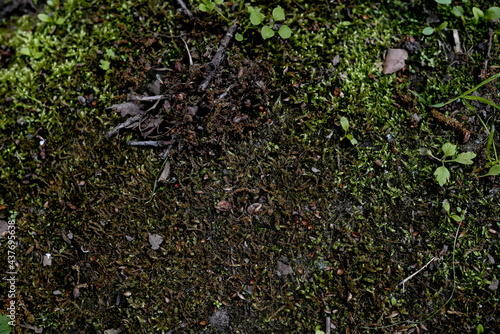 Green moss on the ground