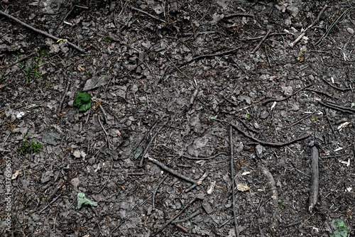 Forest soil texture