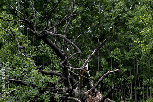 Sprawling withered tree in the forest