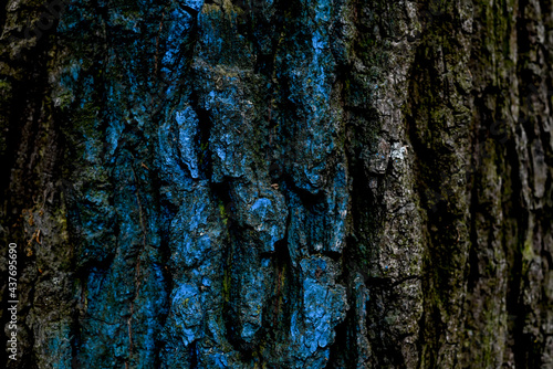 Blue paint on the bark of a tree