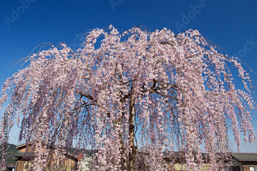 Obraz na plátně Beautiful weeping cherry tree in a Japan.