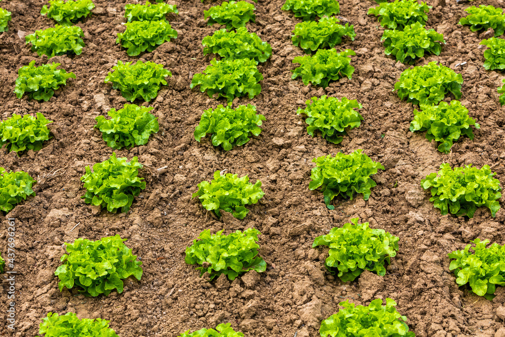 lettuce plants growing on the field lettuce plants growing on the field