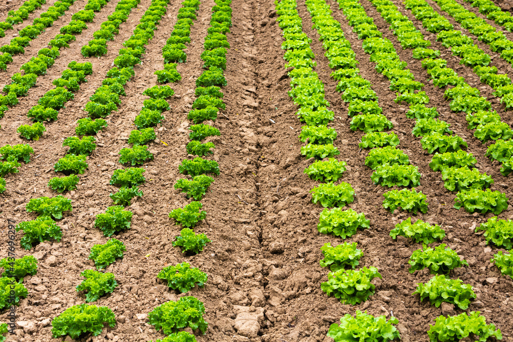 different lettuce plants in rows on the field different lettuce plants in rows on the field