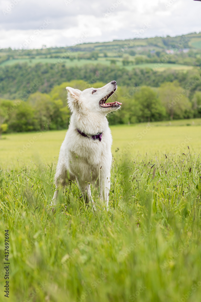 Obraz premium Chien berger suisse s’amusant dans un champ en Normandie