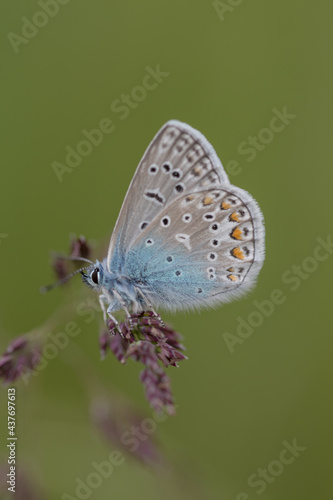 Wallpaper Mural detailed butterfly in grass with green background Torontodigital.ca
