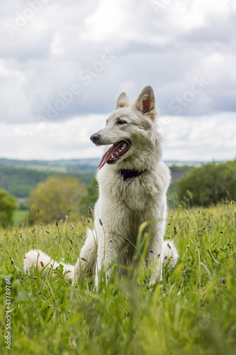 Chien berger suisse s’amusant dans un champ en Normandie © Ldgfr Photos