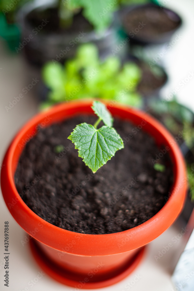 Seedlings of cucumbers in pots near the window, a green leaf close-up. Growing food at home for an ecological and healthy lifestyle. Growing seedlings at home in the cold season Seedlings of cucumbers in pots near the window, a green leaf close-up. Growing food at home for an ecological and healthy lifestyle. Growing seedlings at home in the cold season
