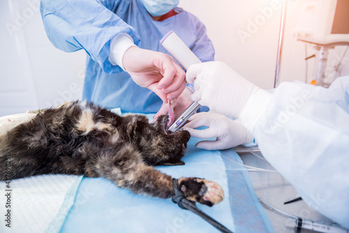 Fototapeta Naklejka Na Ścianę i Meble -  Veterinary surgeon is preparing cat for neutering surgery.