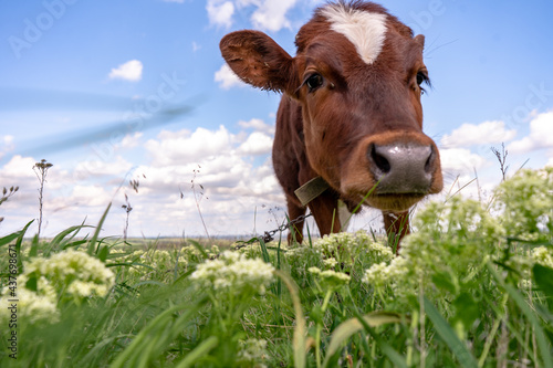 Baby cow grazing on a field with green grass and blue sky, little brown calf looking at the camera, cattle on a country side, sunny summer or spring