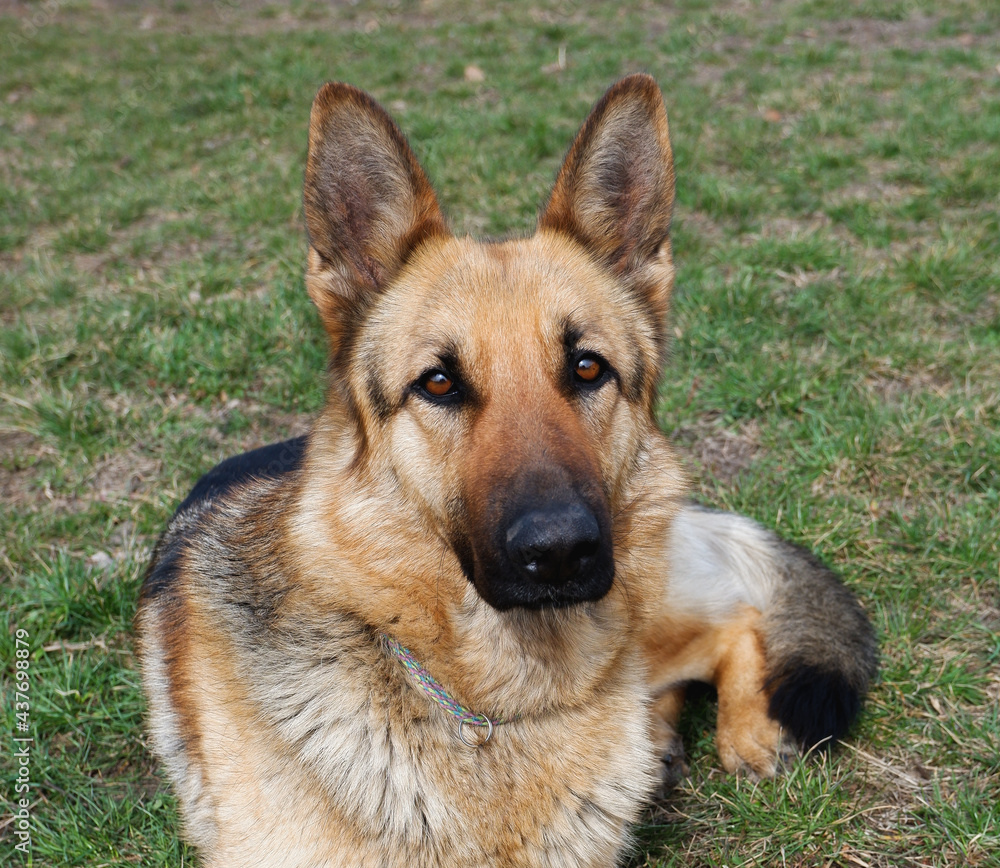 The German Shepherd is lying on the ground. The dog is basking in the spring sun. Close-up photo of the dog. The German Shepherd is lying on the ground. The dog is basking in the spring sun. Close-up photo of the dog.