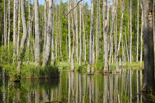 The nature reserve briese swamp  Briesetal  in federal state Brandenburg - Germany
