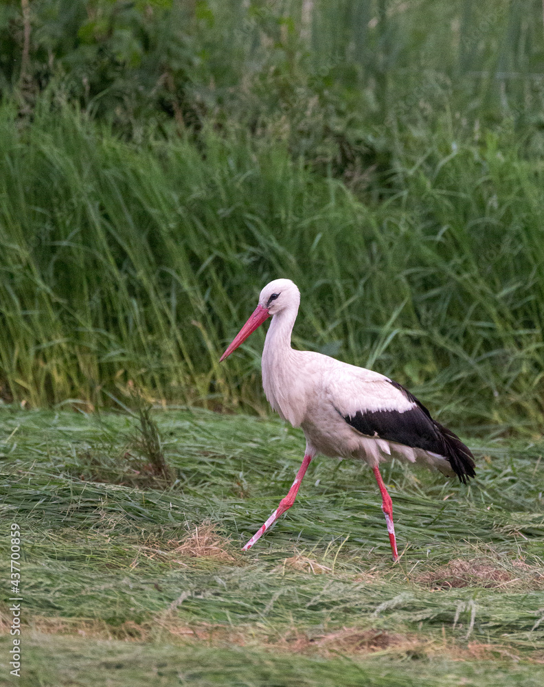 Fototapeta premium white stork foraging in green grassland