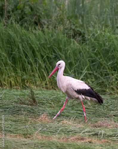 white stork foraging in green grassland