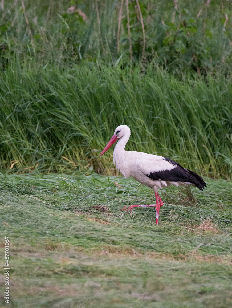 Fototapeta premium white stork standing in green meadow