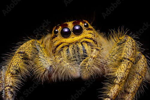 Yellow Hyluss Diardi jumping spider on black background