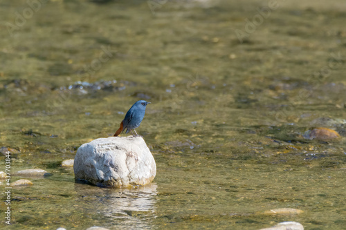 Male Plumbeous water redstart perched on a rock photo