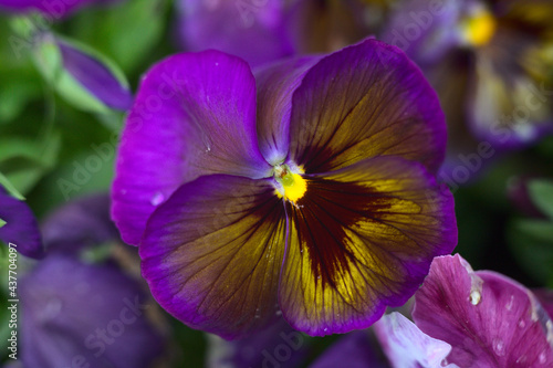 Foto Closeup shot of purple Wild pansy on a blurred background