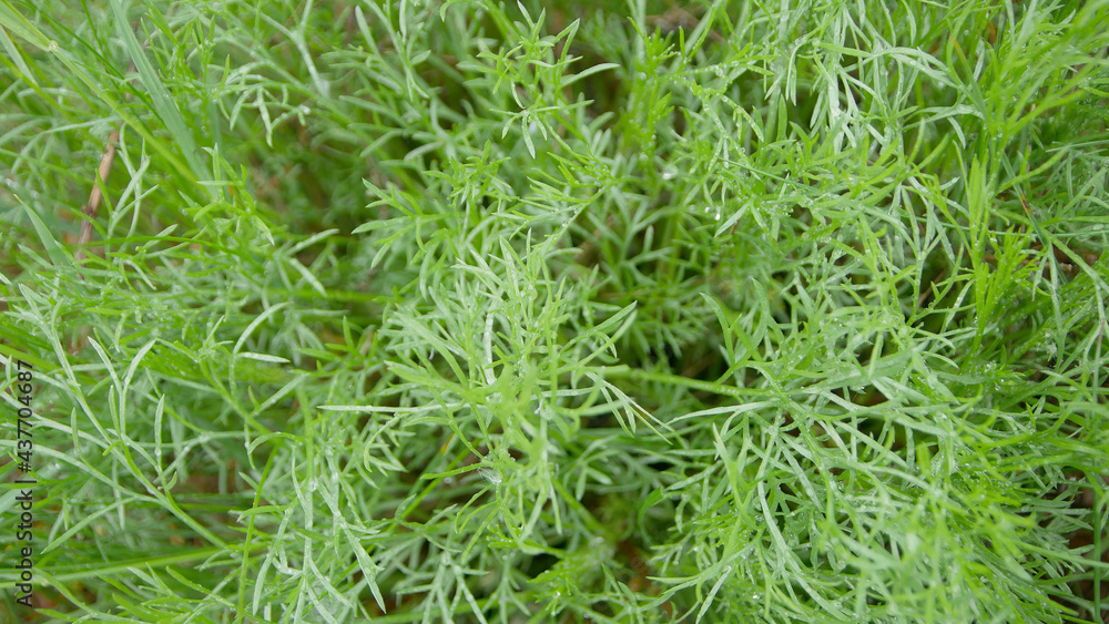 fresh green dill background. fresh green dill texture. top view. Close up fresh green dill background. fresh green dill texture. top view. Close up