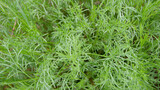 fresh green dill background. fresh green dill texture. top view. Close up