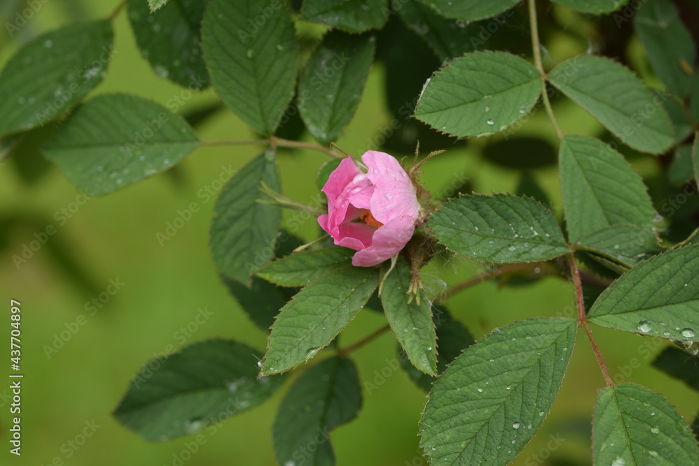 Rosa villosa flower bud. Apple rose flowers. Rosa villosa flower bud. Apple rose flowers.
