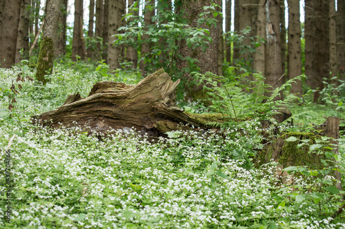 Totholz im Wald, umgeben von blühendem Waldmeister