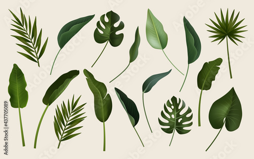 Tropical leaves collection. Vector isolated elements on the white background.