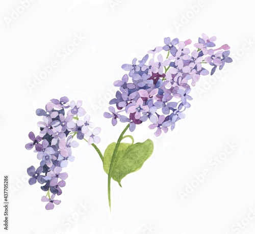 Light purple lilac flowers branch isolated on white background illustration for all prints. spring flowers pattern.