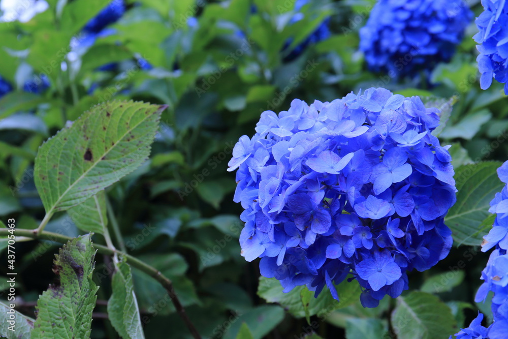 Pictures of beautiful hydrangea in Japan Pictures of beautiful hydrangea in Japan