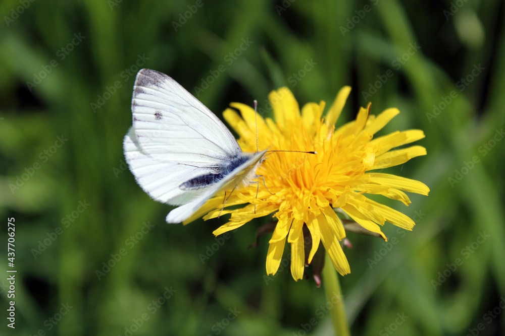 White butterfly on a yellow flower. White butterfly on a yellow flower.