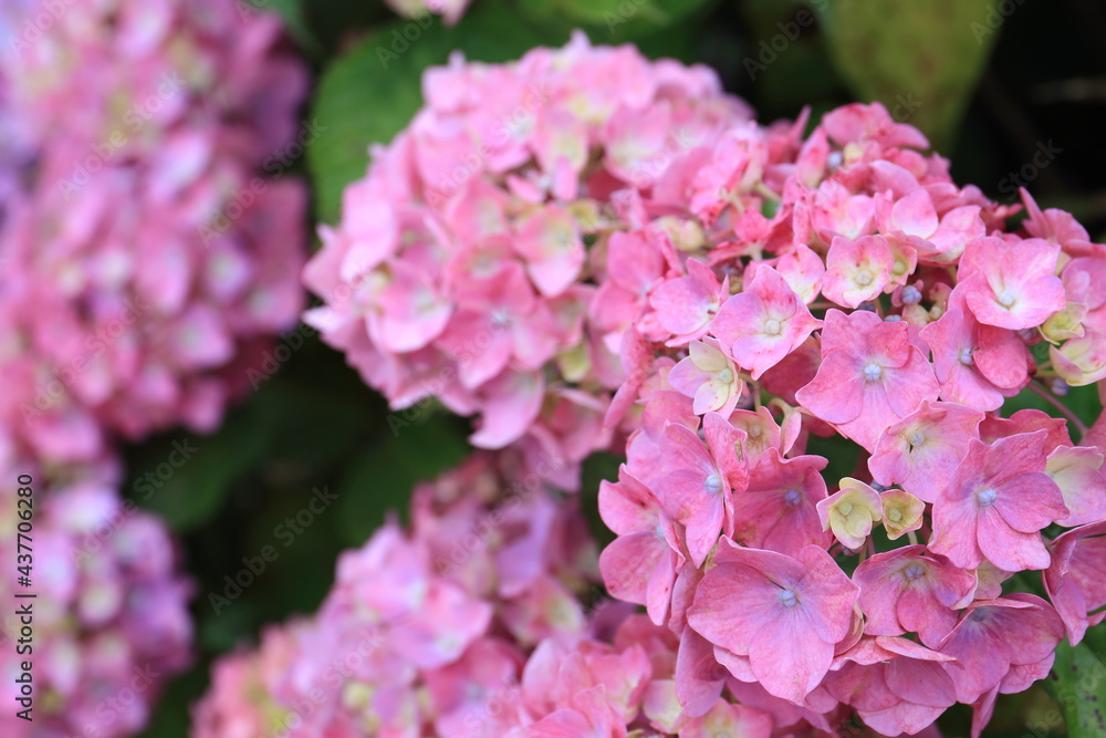 Pictures of beautiful hydrangea in Japan