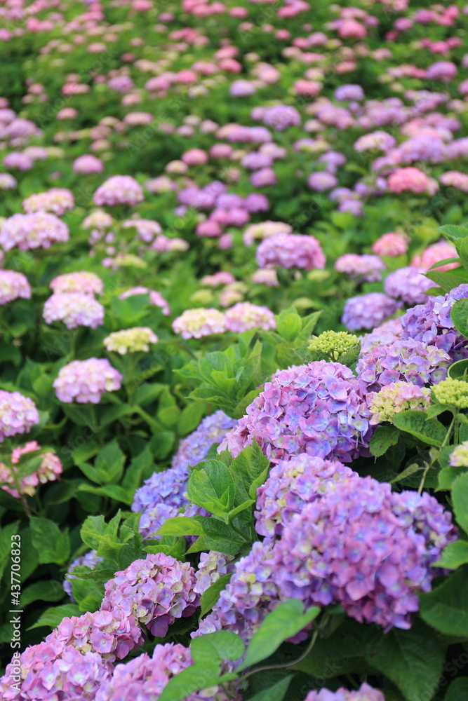 Pictures of beautiful hydrangea in Japan Pictures of beautiful hydrangea in Japan