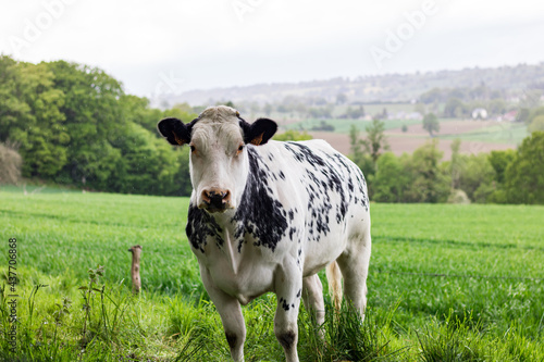 Vache laiti  re dans un champ bien vert en Normandie