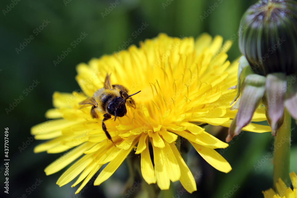 Macro photo of an insect on a yellow flower. A honey bee on a dandelion bud. 