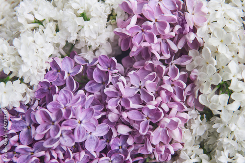 natural background of white and purple lilac flowers close-up