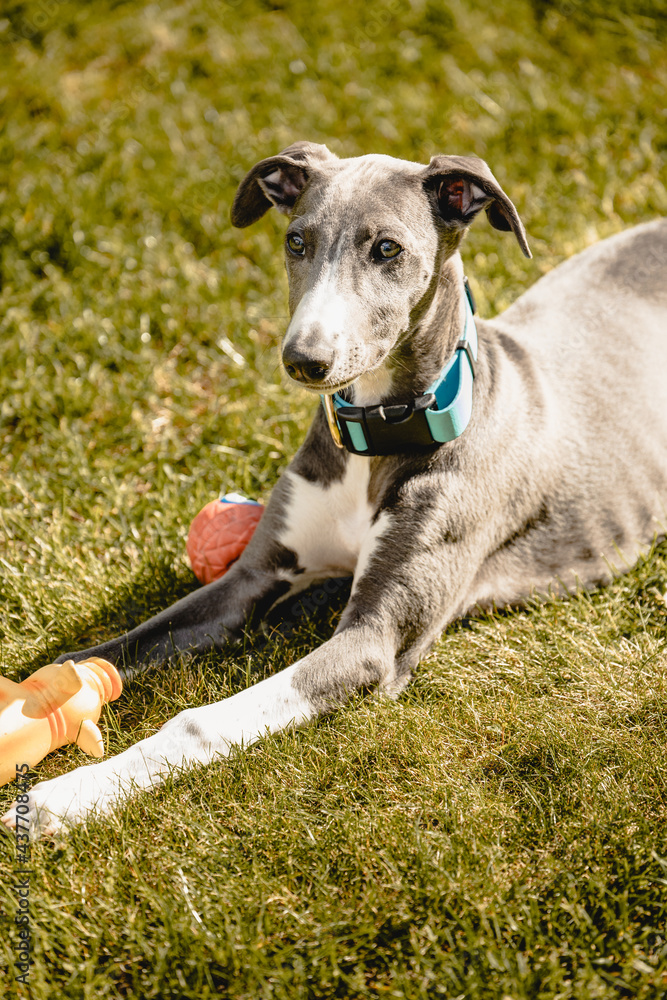 whippet, pies, zwierzę, rasowy, z rodowodem, szczeniak 