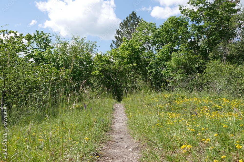 Fototapeta premium Wanderweg durch blühende Wiese