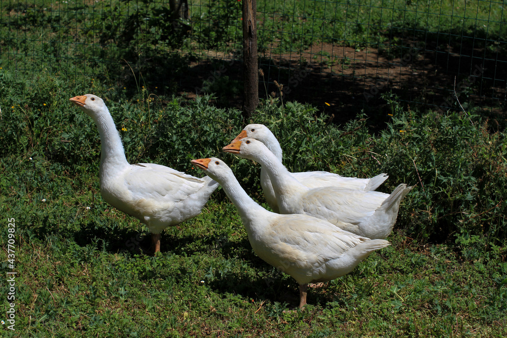Group of 4 white geese scratching around the farmyard. Group of 4 white geese scratching around the farmyard.