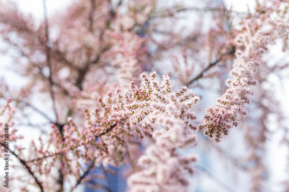 Soft blooming of Tamarisk plant with pink flowers