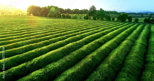 Aerial view of ecological tea garden photo
