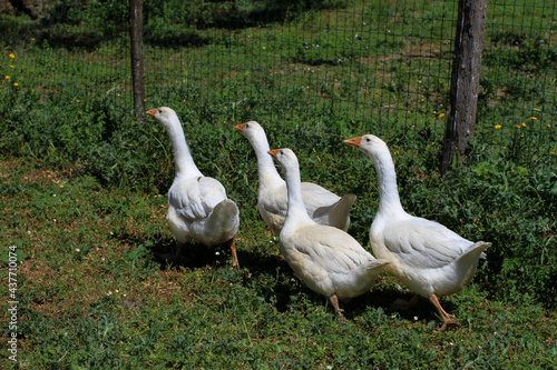 Group of 4 white geese scratching around the farmyard.