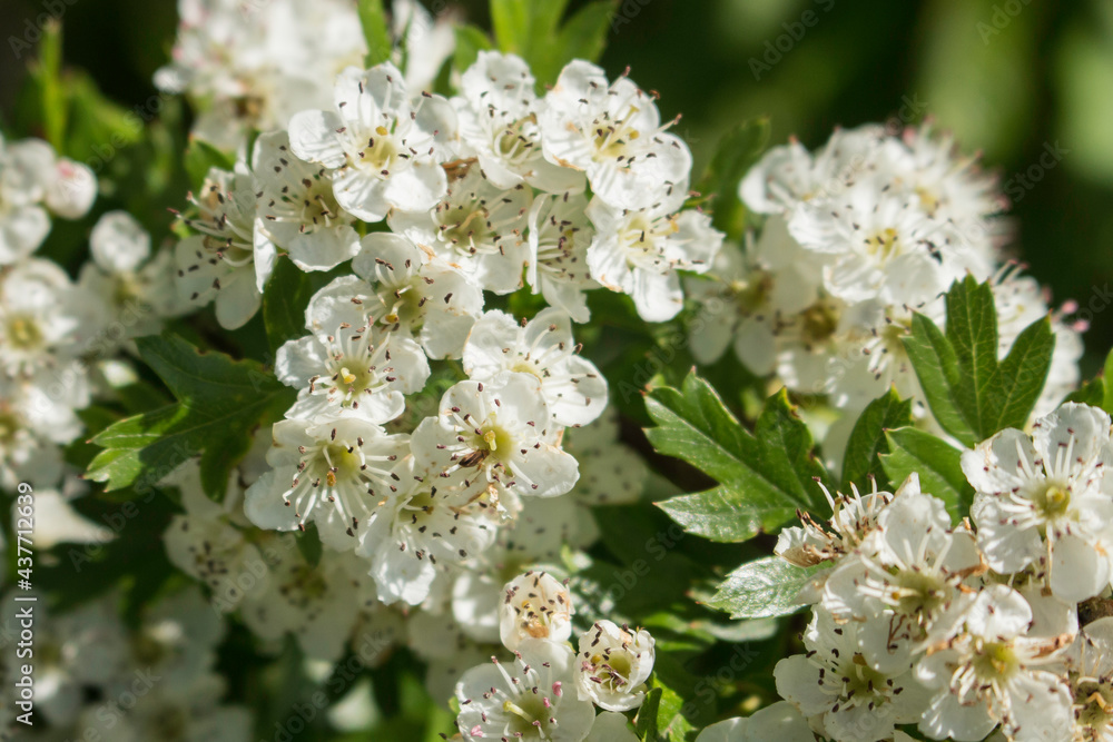 Weißdornblüten Weißdornblüten