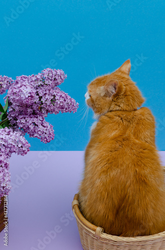 Ginger and white domestic cat sitting in a basket with a lilac bouquet.