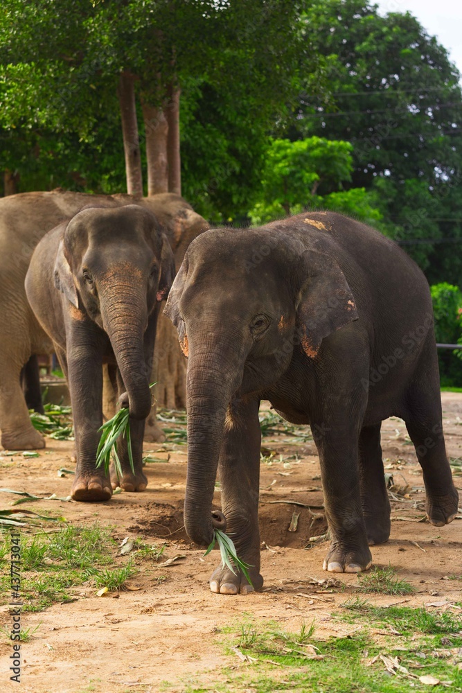 Elephant Nature Park in Thailand.