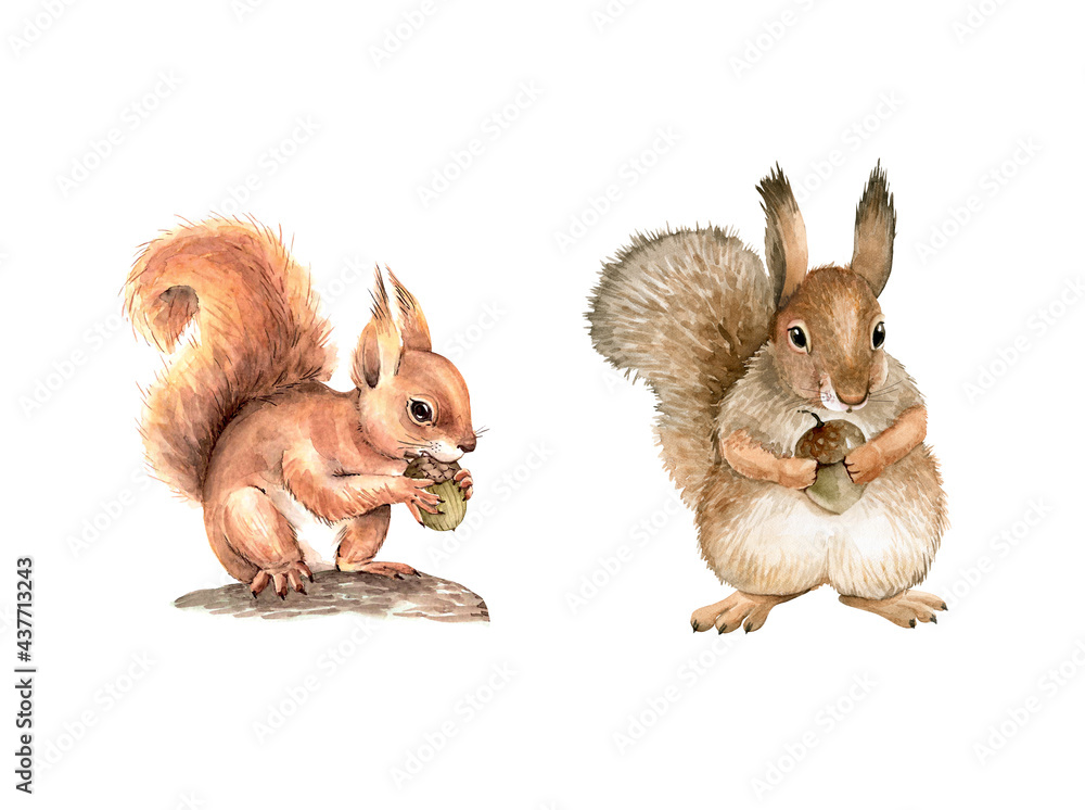 set of watercolor illustrations forest animal squirrel with a nut in its paws. hand-painted close-up - obrazy, fototapety, plakaty 
