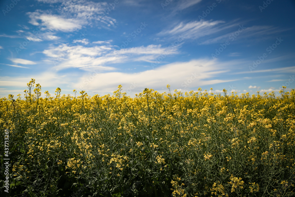 Landscape image of canola field in full bloom. Australian agricultural scene. 