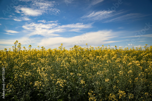 Landscape image of canola field in full bloom. Australian agricultural scene. 