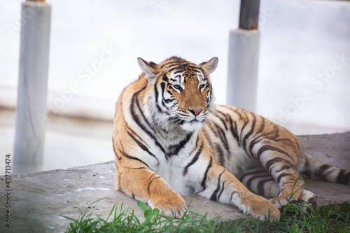 Young Amur tigress lies on a light background