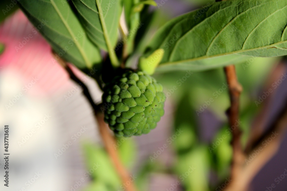 Sweet Sugar Apple Fruit on the Tree Sweet Sugar Apple Fruit on the Tree